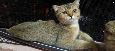 Bsh black golden