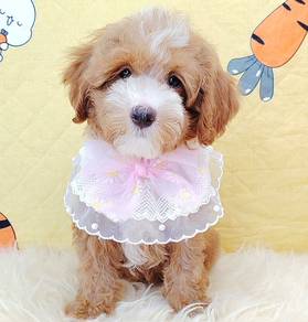 Maltipoo