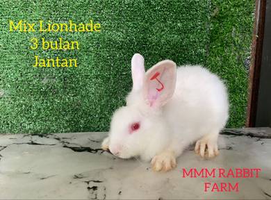 Mix Lionhade 3 bulan