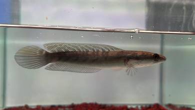 Ikan Channa Maru Fish Yellow Sentarum (YS3-1)