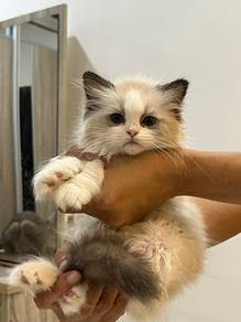 ragdoll