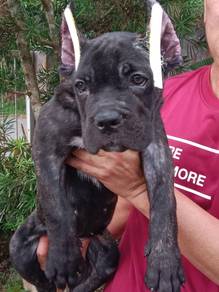 Cane Corso