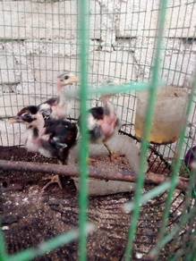 anok ayam