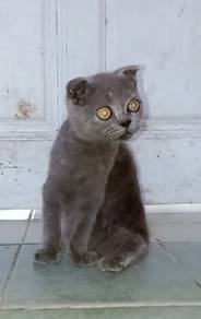 anak kucing scottish 