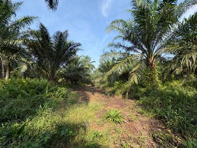 Agricultural Land in Pontian, JHR
