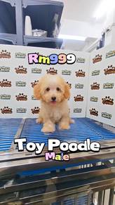 Toy Poodle Male KL Pet Shop can visit first Puchon