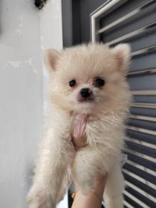 Pomeranian cream