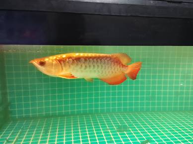 Arowana untuk dijual