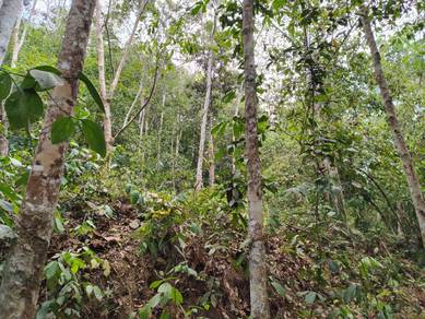 Agricultural Land in Tanjong Ipoh, NSN