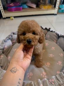 Toy Poodle