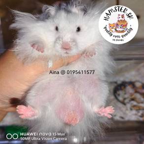 Hamster Syirian Dominant Spot Black male