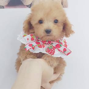 Poodle