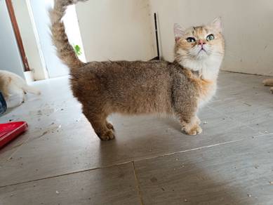 bsh golden munchkin proven 