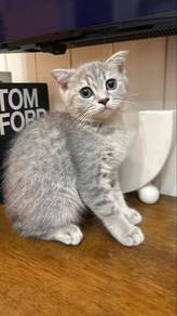 scottish fold female