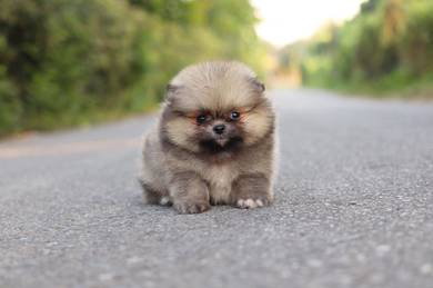 Pomeranian