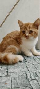 Munchkin Non Standard
