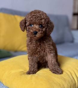 Red poodle 