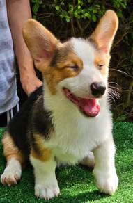 CORGI PUPPIES C214 🌻 cheeky Puppy  Male