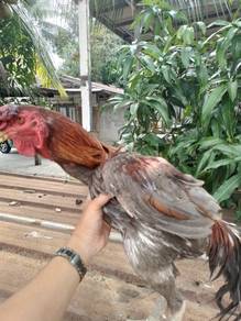 ayam bako ganoi