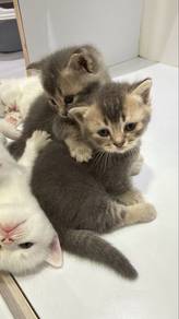 BSH short legs