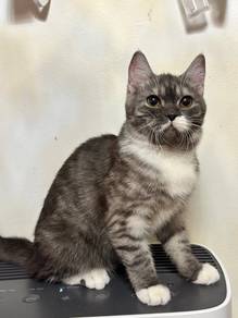 BSH Mix Kitten