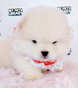 Chow Chow