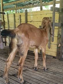 Kambing