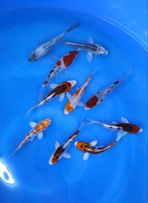 Japanese koi
