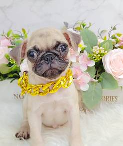 Pug