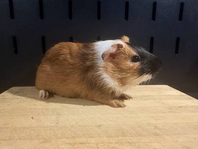 Guinea pig , Arbok, jantan, pair male