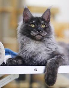 maincoon