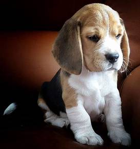 Beloved Beagle Smooth Coat Long Ears Baby Dog