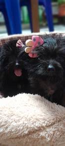 pomapoo(poodle mix Pomeranian)