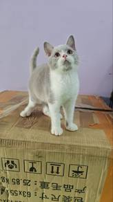 British Shorthair (BSH)
