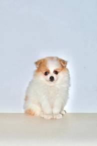 x20 Dreamy Pomeranian Puppy