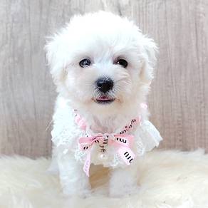Bichon Frise