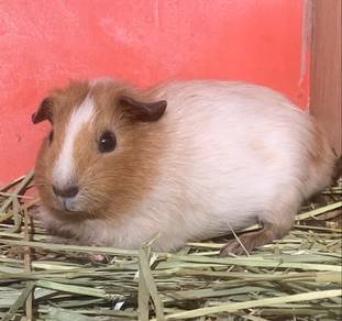 American Guinea Pig Female