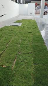 Rumput Carpet Ipoh