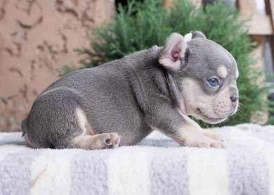 FRENCH BULLDOG PUPPIES 🌻VIP752 Boy -Girl