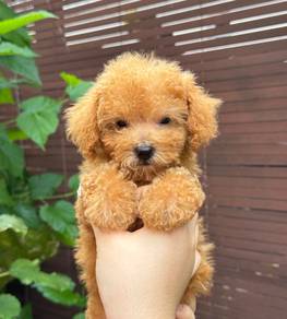 Tiny Toy Poodle Puppy for SALE