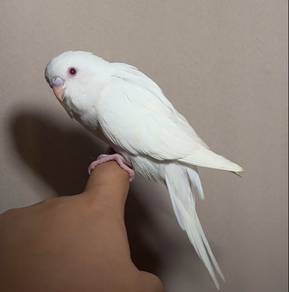 burung jinak baji