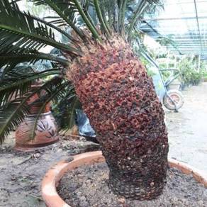 Cycas Revoluta