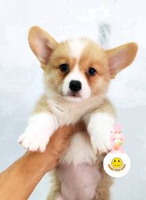 G-0336 Welsh Corgi bi color haired puppy