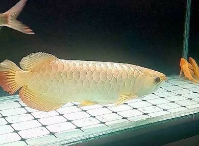 Arowana Mgbb 