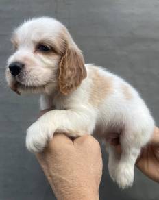 ENGLISH COCKER SPANIEL PUPPIES C73🌻 Male
