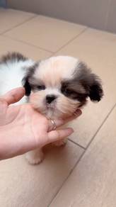 Shih Tzu Puppy