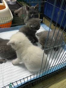 anak kucing