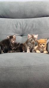 Anak Kucing Maine coon 