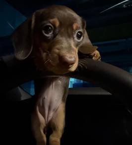 Dachshund