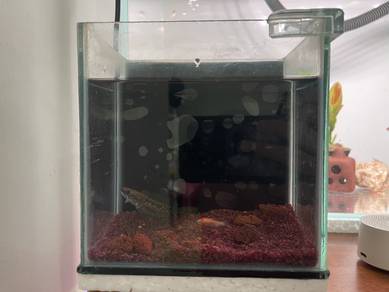 Channa Andrao 3inch with tank